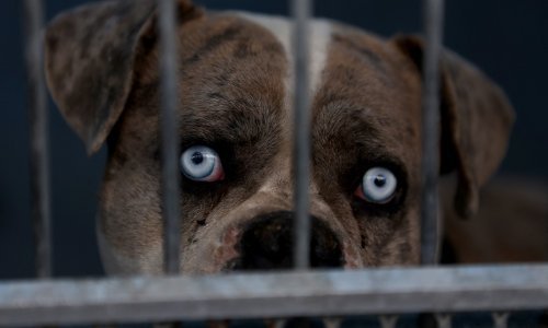 Golema tuga: Životinje spašene u požarima čekaju da ih njihovi ljudi pronađu