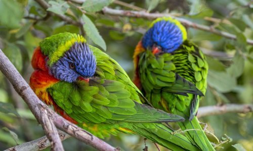 Tajanstveni sindrom koji ubija ptice zbunjuje znanstvenike: Bolnica u danu primila 195 pogođenih