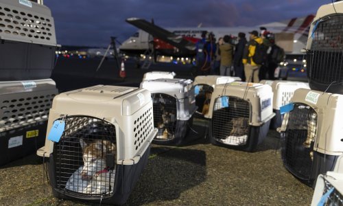 Vatra u LA-u u bijeg natjerala i životinje: Iscrpljeni psi spaljenih šapica, u štalama nema mjesta za konje