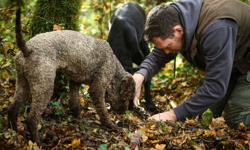 Tartufari traže pomoć države: 'Samo hrvatski državljani trebaju se puštati u šume'