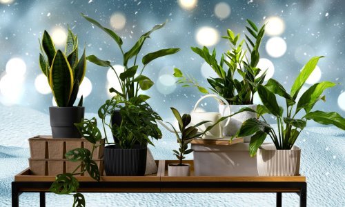 Topli savjeti za hladne dane: Kako da biljke prežive zimu