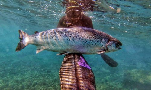 Institut traži pomoć zbog odbjeglih lososa u Jadranu: 'Odmah dojavite ako ih vidite'
