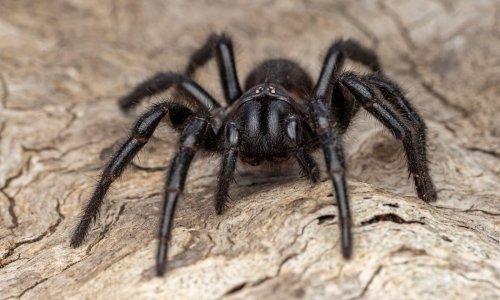 Otkrivena nova vrsta zastrašujuće velikih pauka: Ako vas ugrize, nema protuotrova