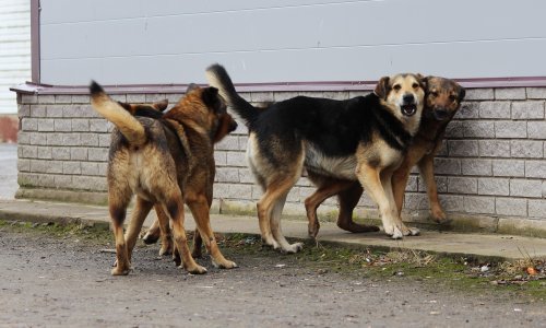 Genetska enigma černobilskih pasa: Što stoji iza njihovih promjena?