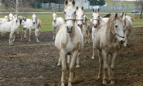 Starta izgradnja nove ergele u Lipiku, raspisan natječaj 'težak' 4 milijuna eura