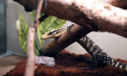 Zmije i gušteri neopaženo prolaze carinske kontrole u Europi