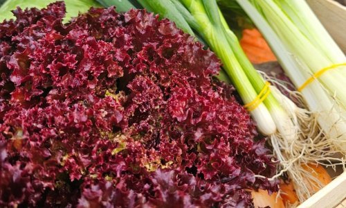 Crvena salata novi je gastro hit o kojem svi govore