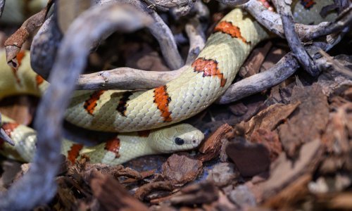 Zmije, gušteri, insekti, bilje: Sve se više prevozi u sjevernu Europi, ozbiljno prijete ekosustavu