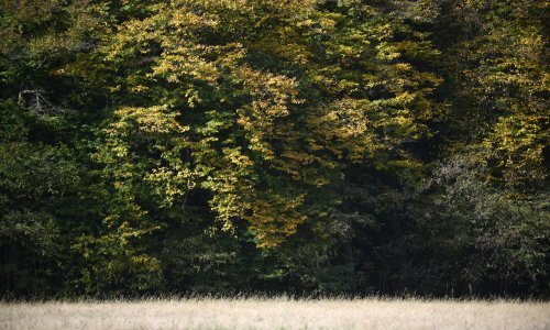 USKOK istražuje Hrvatske šume, evo što im je na meti