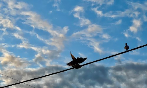 DNK ptice pronađen na motorima zrakoplova koji se srušio u Južnoj Koreji