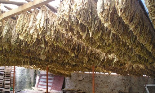 Kraj jedne ere za BiH: Proizvodnja duhana polako se gasi