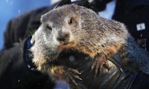 Svizac Phil se izvukao iz jazbine i prognozirao koliko će još trajati zima