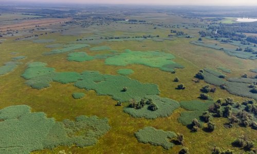 Vlažna staništa: Najveća europska močvara kreće u obnovu