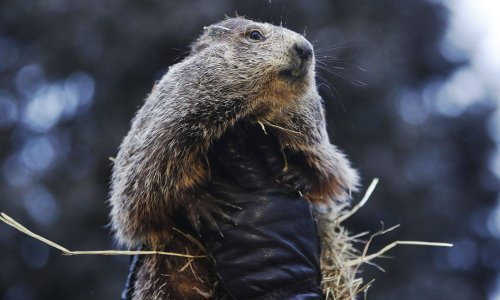 Tko je svizac Phil: Dlakavi meteorolog svake godine otkriva koliko će trajati zima