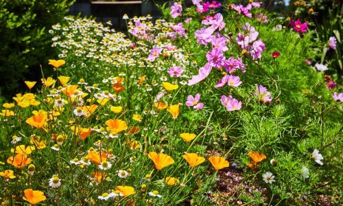 Sada je idealno vrijeme: Evo što i kako saditi u veljači za najljepši ljetni vrt