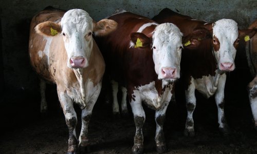 Lingvistica proučava jezik krava: ‘Tijelo kao instrument za upoznavanje drugoga’