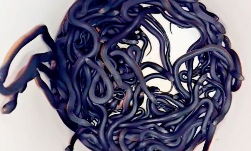 VIDEO U dvorištu pronašli stotinu zmija otrovnica