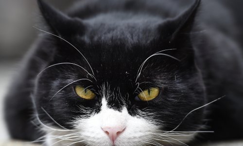 Vraća se 'smrtni neprijatelj' najpoznatijeg mačka na svijetu: Larryu stiže konkurencija