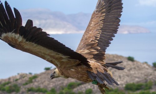 'Bjeloglavi supovi zauvijek će odletjeti jer država ne mari dovoljno'