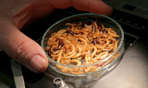 Na europskim tanjurima uskoro i brašno ličinki