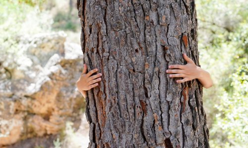 Širi se pokret onih koji grle drveće: Kenijka oborila rekord, stajala uz stablo 48 sati