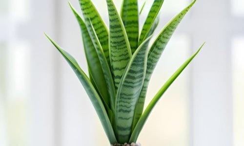 Uspijete 'ubiti' čak i ovu neuništivu biljku? Evo gdje vjerojatno griješite