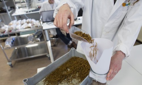 Dozvoljena upotreba brašna od crva: Hoćete li jesti takav kruh?