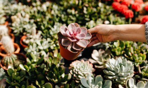 Ove biljke vole zanemarivanje: Evo zašto sukulenti 'cvjetaju' uz minimalnu pažnju'