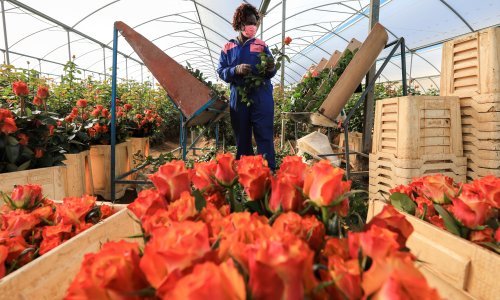 Industrija cvijeća cvjeta: Evo odakle stižu ruže za Valentinovo