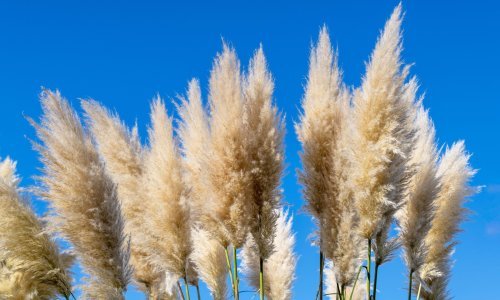 Svi su ludi za pampas travom, ali ova atraktivna biljka je i opasna: Evo zašto su je Francuzi zabranili