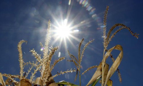 Tko nema navodnjavanje, crno mu se piše