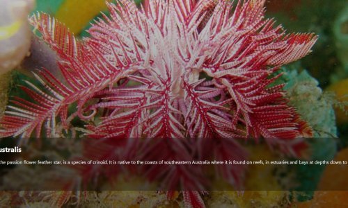 Upoznajte WikiTok, kombinaciju Wikipedije i TikToka