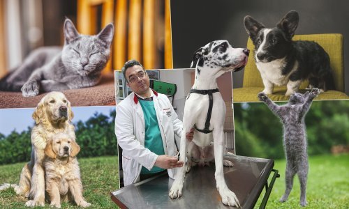Pitali smo veterinara: Koliko košta imati psa?