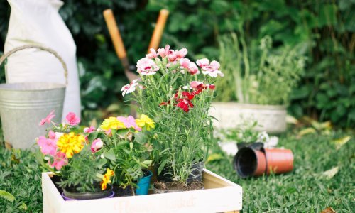 Lijepe, ali otrovne: Pripazite ako u vrtu imate ovih pet trajnica