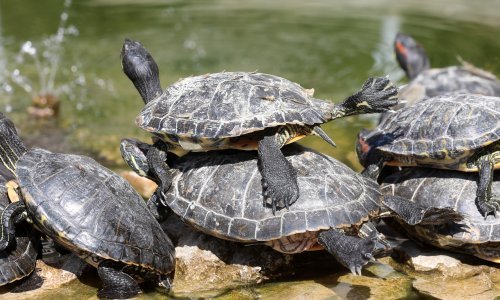 Možemo li nešto naučiti iz samačkog života životinja: ‘Najbolji izbor za mnoge’