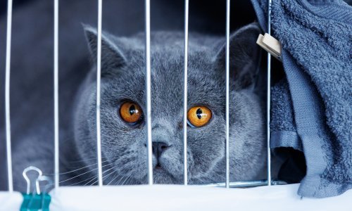 Rijeku okupirale mačke: Pogledajte koje su se ljepotice pojavile na međunarodnoj izložbi