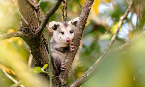 Ostavila je čokoladnu tortu na terasi, a onda ju je iznenadio neočekivani gost