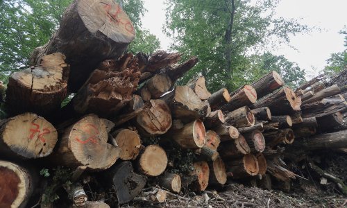 HOK: Povećanje cijena trupaca dodatno ugrožava male drvoprerađivače