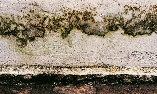 Internet je prepun magičnih proizvoda za eliminaciju vlage i gljivica, da li stvarno djeluju?