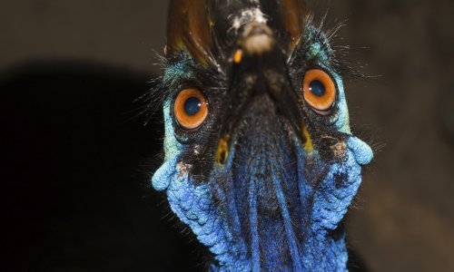 Ovo je jedino biće kojeg se Australci boje: Najopasniju pticu na svijetu ne želite sresti