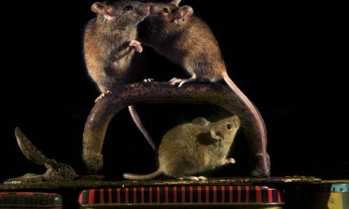 Kad osoba padne u nesvijest, pomognu joj prolaznici. Jeste li znali da to rade i miševi?