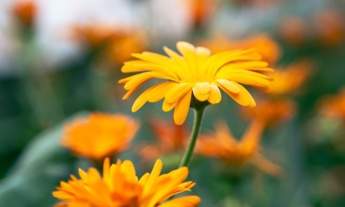 Ovaj cvijet dragulj je svakog vrta: Štiti druge biljke, a pritom izgleda nevjerojatno