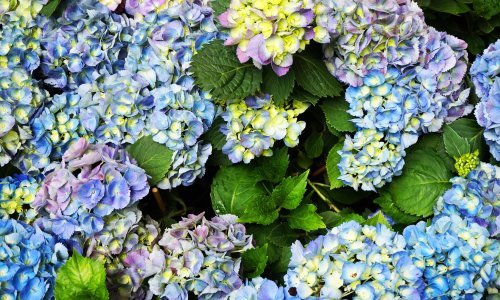 Evo što je hortenzijama sada potrebno za predivan rast tijekom ljeta