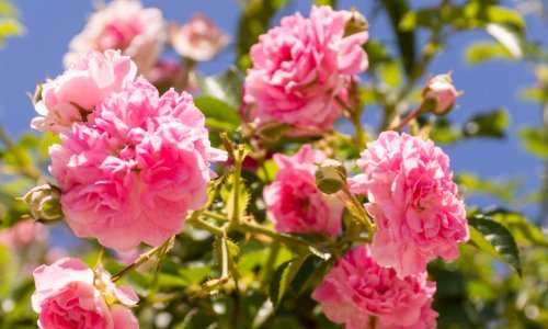 Vaše ruže će mirisati snažnije nego ikad ako uz njih posadite ovu začinsku biljku