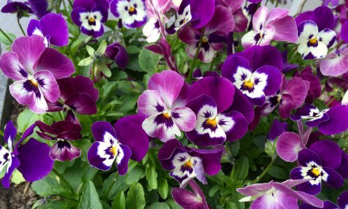 Vrijeme je za sadnju: Sve što morate znati o uzgoju omiljenog cvijeća