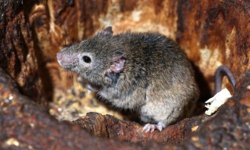 Pokušavaju oživjeti izumrle životinje: Stvorili vunastog miša sa svojstvima mamuta