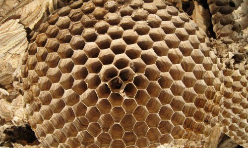 Proždrljiva invazivna vrsta širi se Europom: Napada medonosne pčele