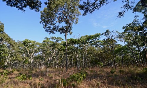 Ovo je najveća šuma za koju nikada niste čuli: Iznimno je važna za planet