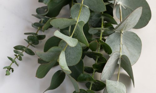 Ne bacajte novac na grančice ove mirisne biljke; lako je možete uzgojiti sami