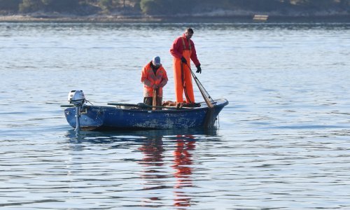 Pojavila se slinavka i šap u Mađarskoj, Ministarstvo pozvalo na oprez